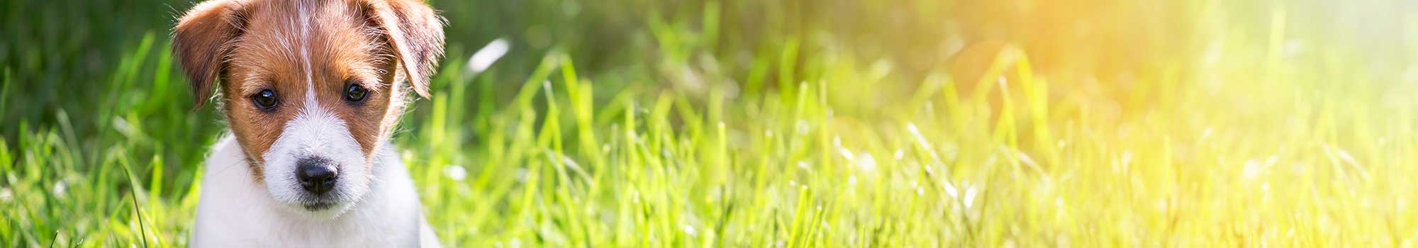 Pet friendly senior living in Chicago, IL